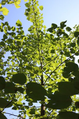 Idesia polycarpa - idesie mnohoplodá - koruna stromu